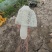 竹荪菌