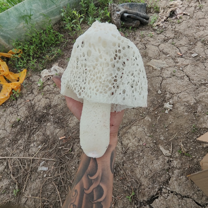 竹荪菌