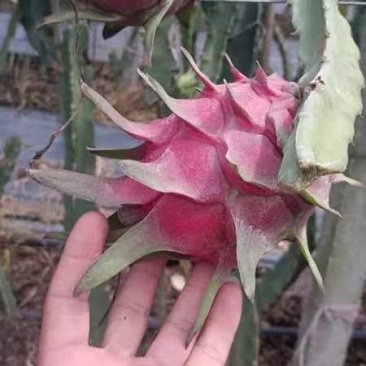红心火龙果，精品