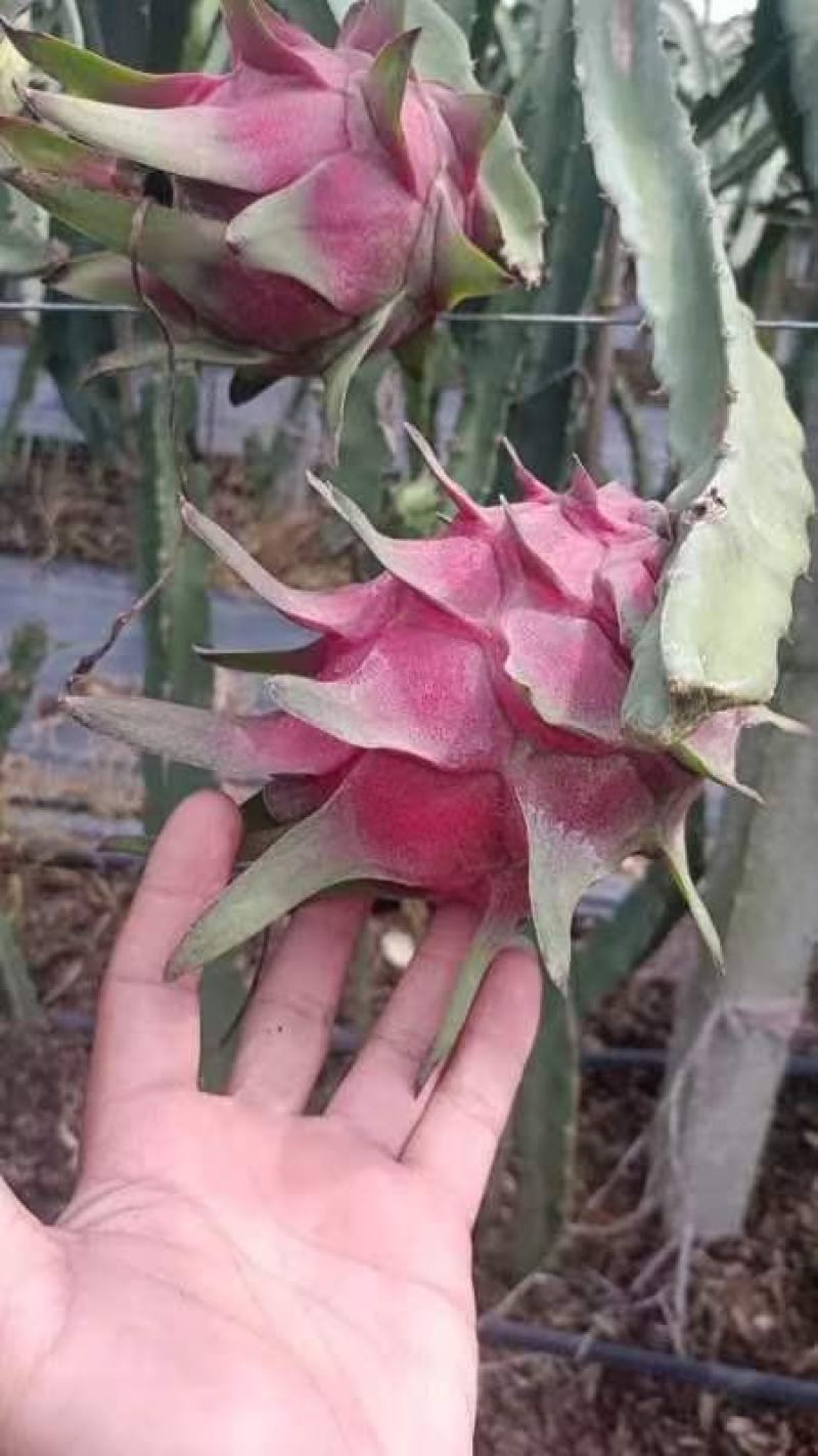 红心火龙果，精品