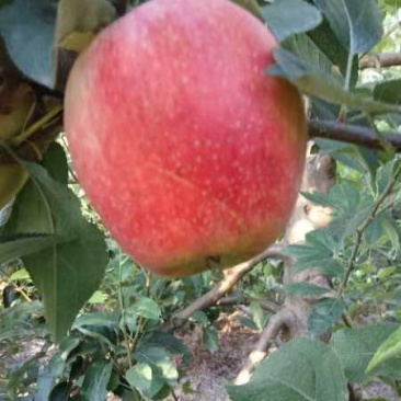 鲁丽苹果