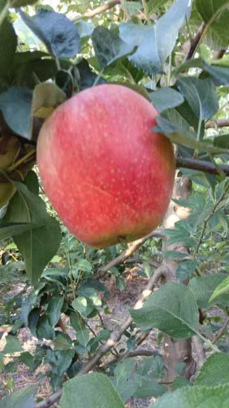 鲁丽苹果