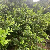 广州增城香水柠檬，