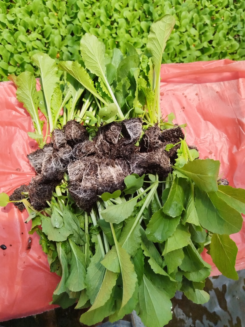 秋绿60苗好无病寻找诚信合作商家