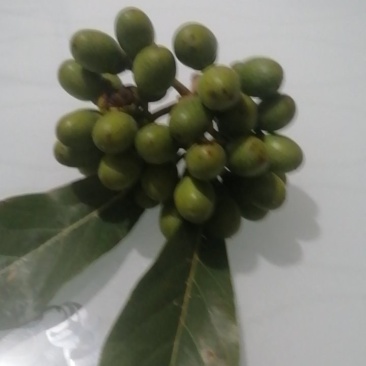 黑壳楠一吨多少