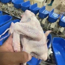 乳鸽
