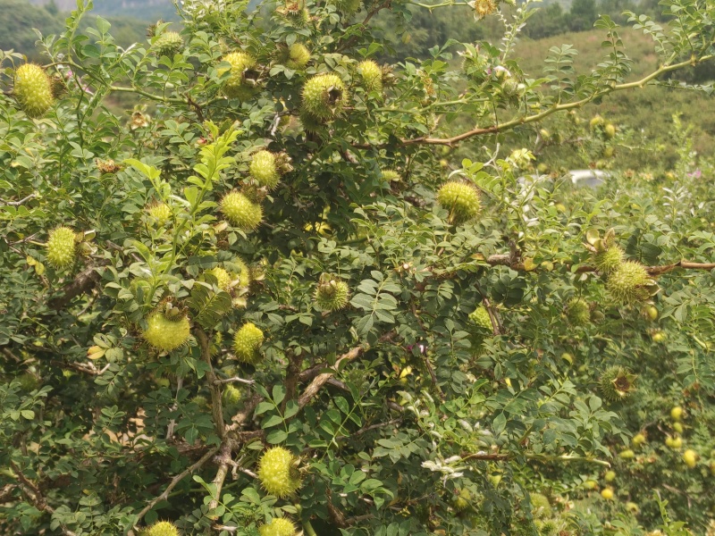 刺梨鲜果