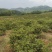刺梨鲜果