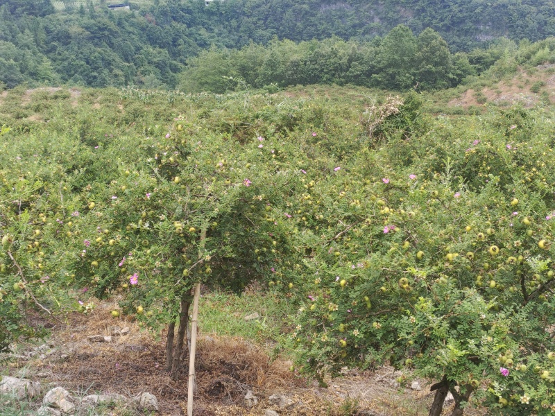 刺梨鲜果