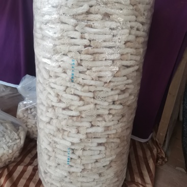 红托竹荪