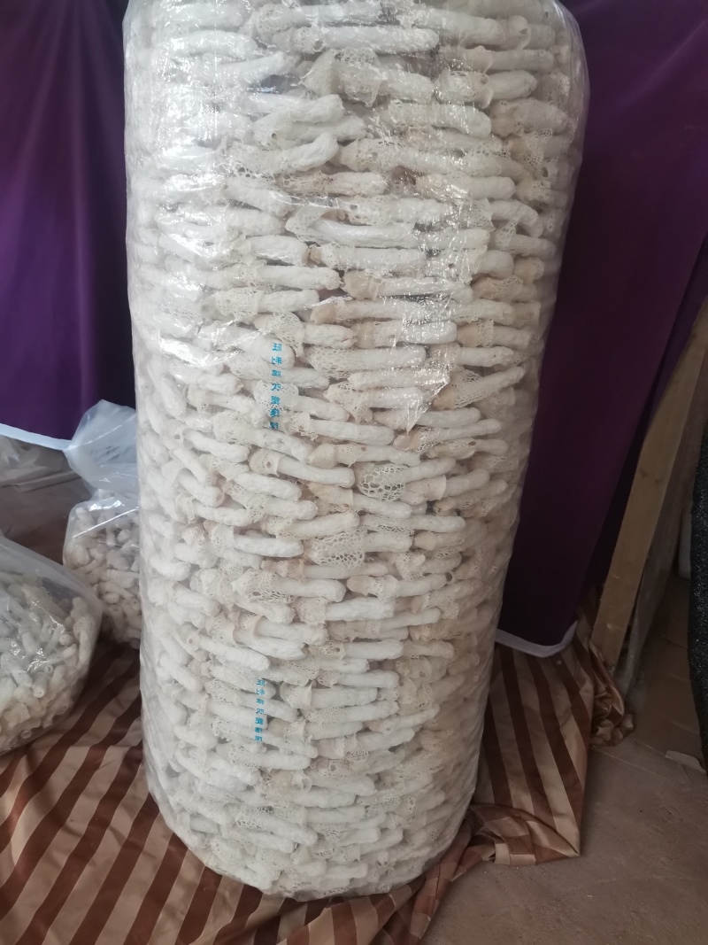 红托竹荪