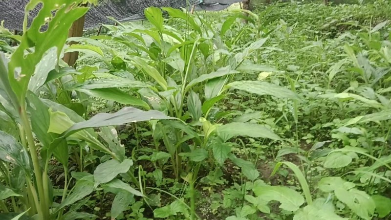 草果苗