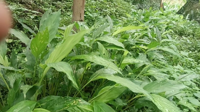 草果苗