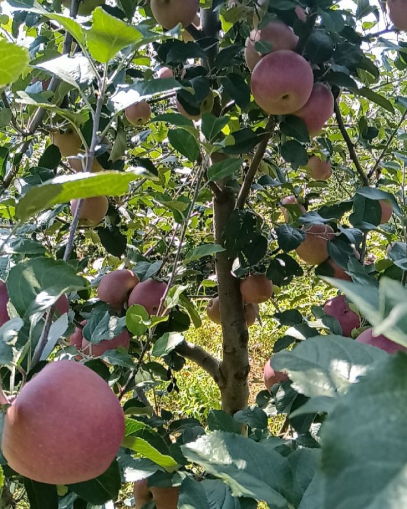 昭通丑苹果