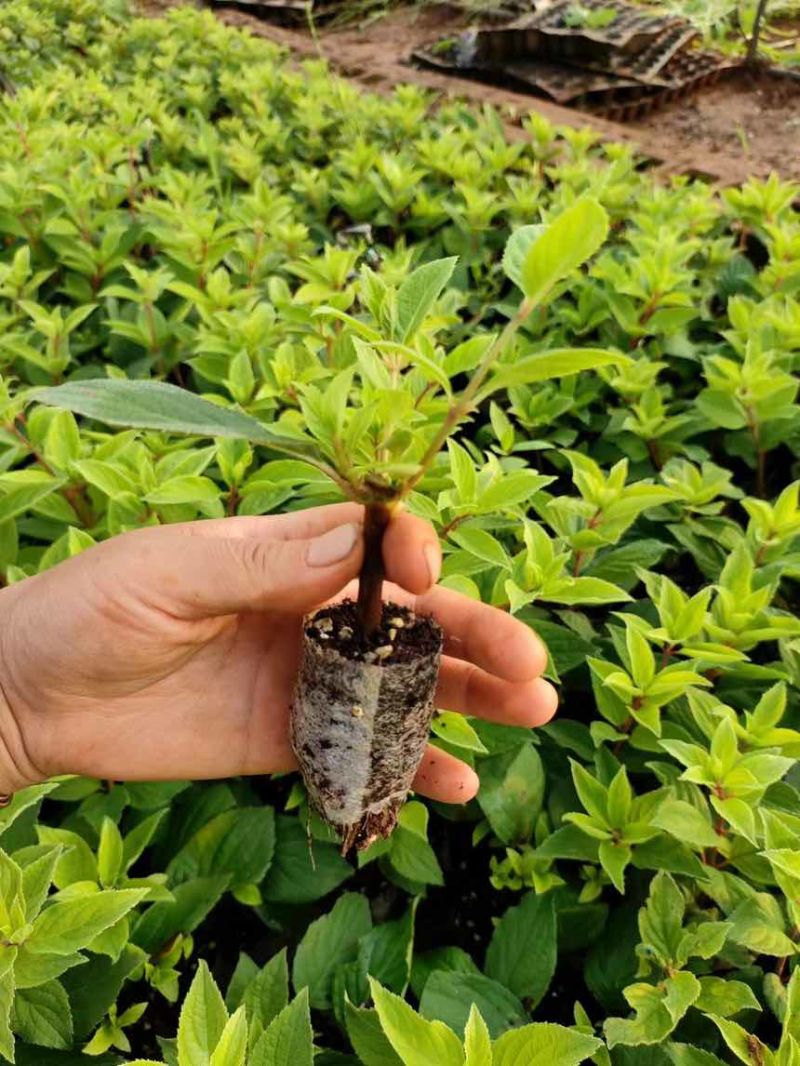 香草草莓木绣球