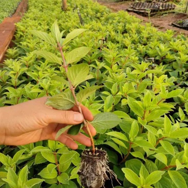香草草莓木绣球