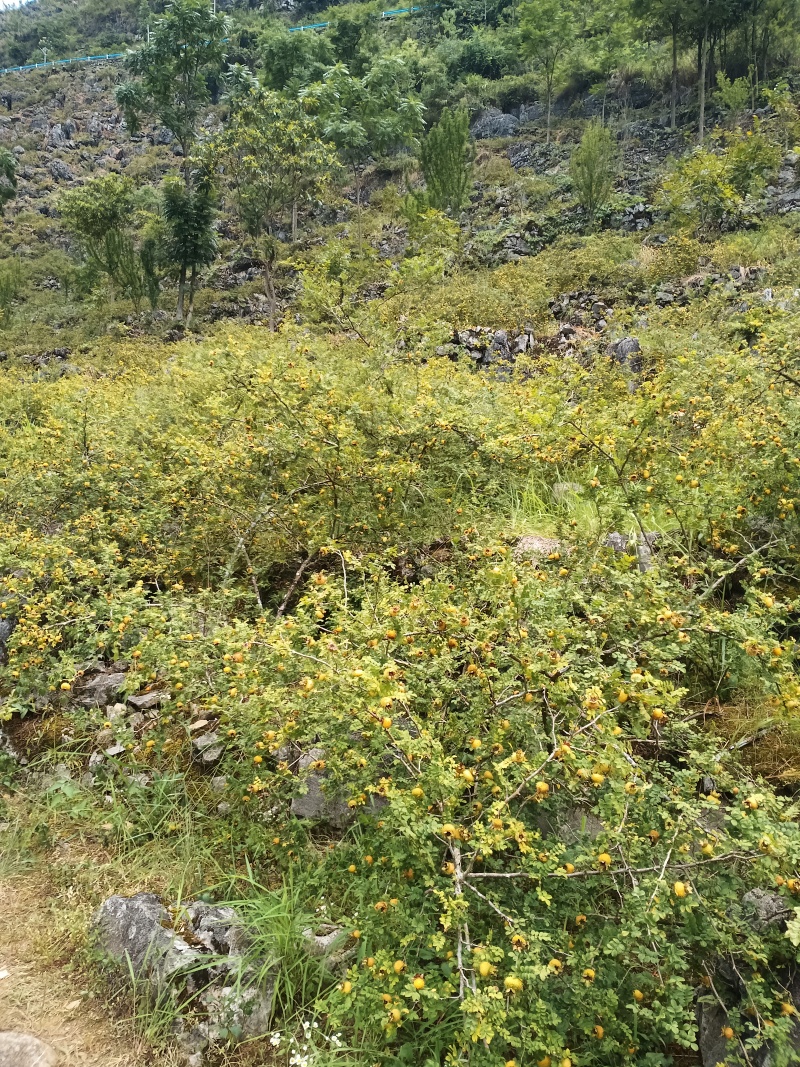 农村有50吨鲜梨果出售！有需要的老板欢迎过来实地考察