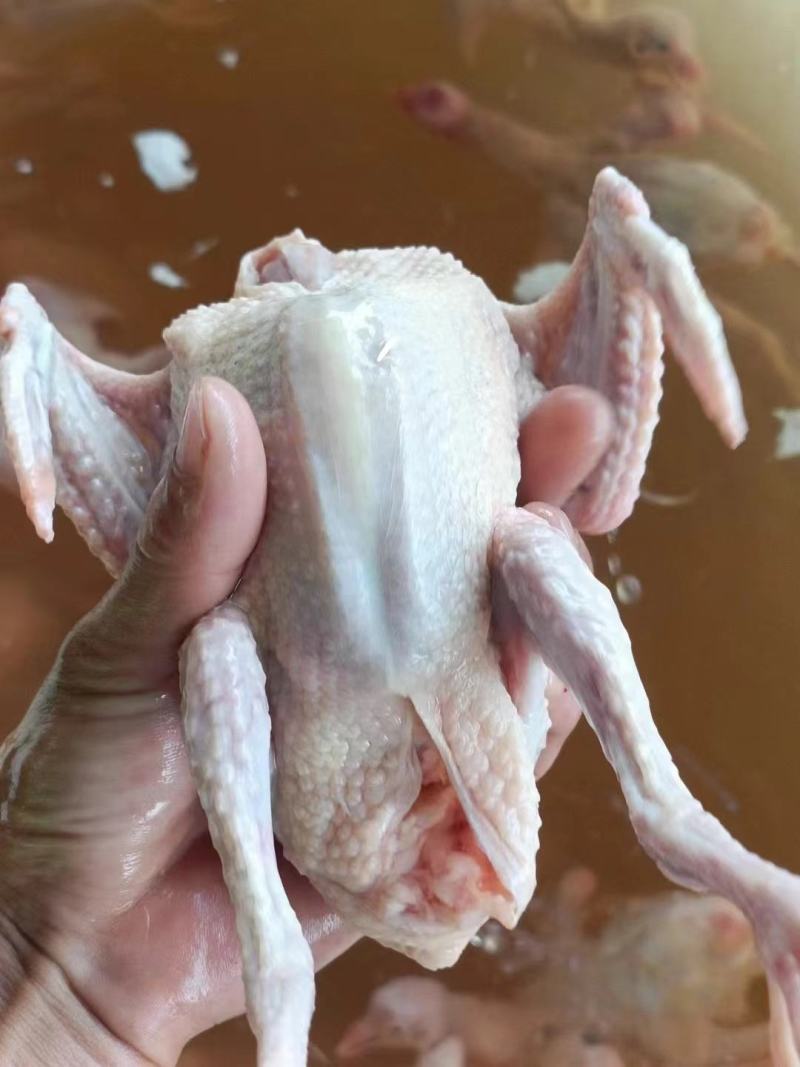 全清精品乳鸽规格齐全