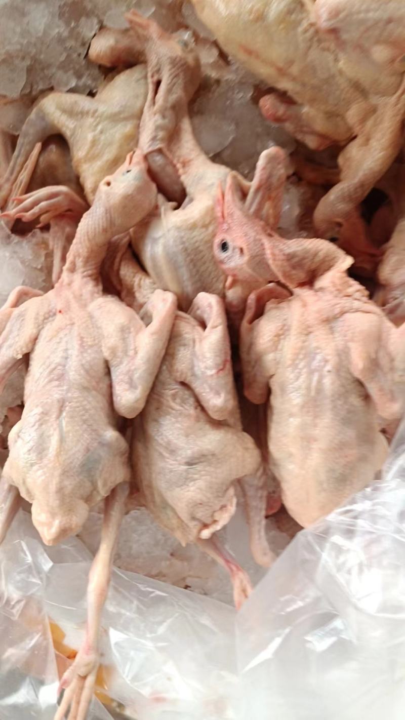全清精品乳鸽规格齐全
