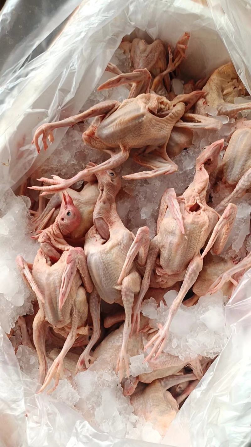 全清精品乳鸽规格齐全