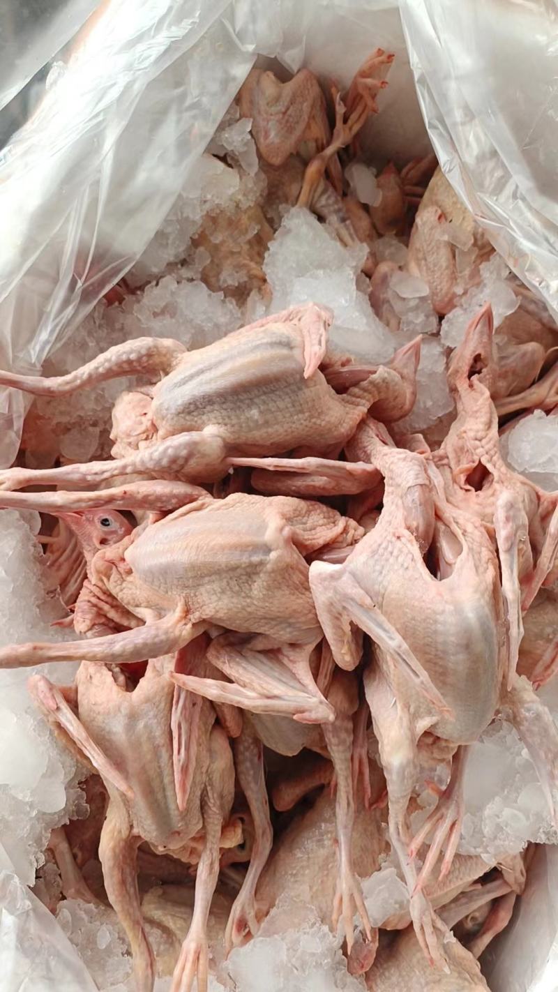 全清精品乳鸽规格齐全