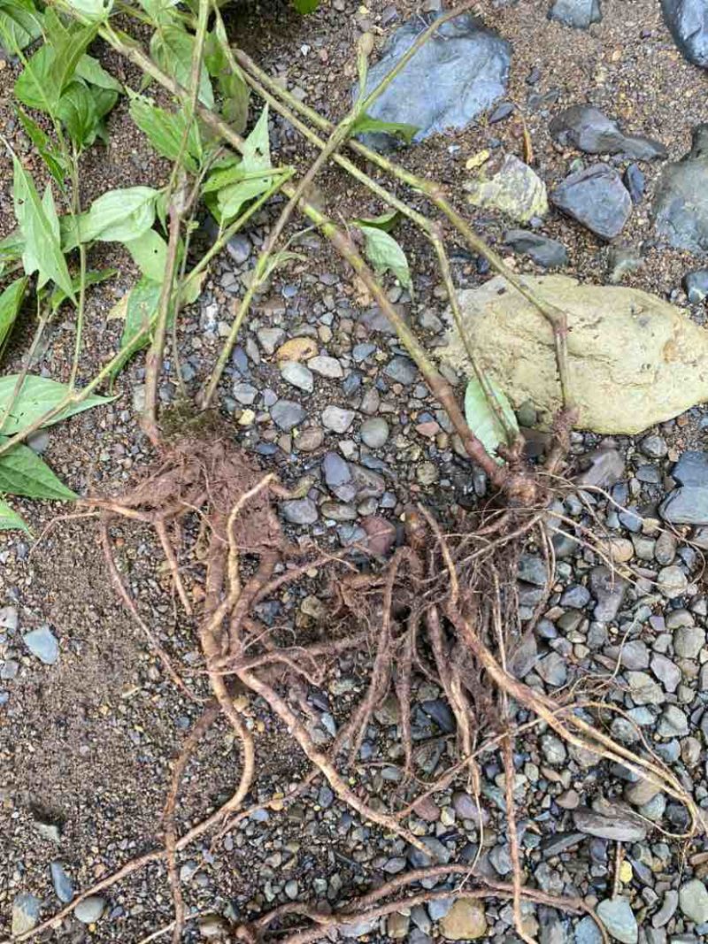 产自四川的川牛膝，纯野生。只卖鲜货，量多，需要联系我。