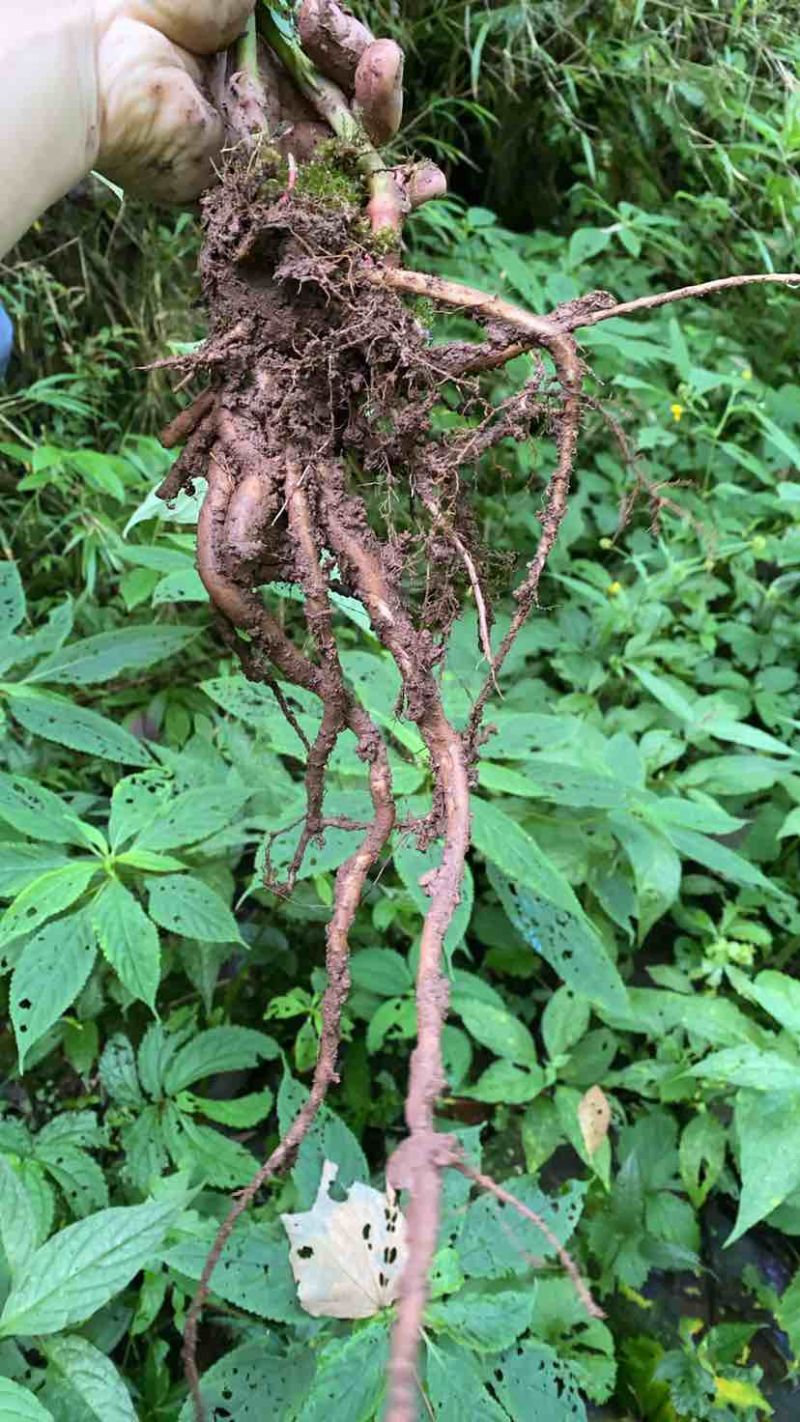 产自四川的川牛膝，纯野生。只卖鲜货，量多，需要联系我。