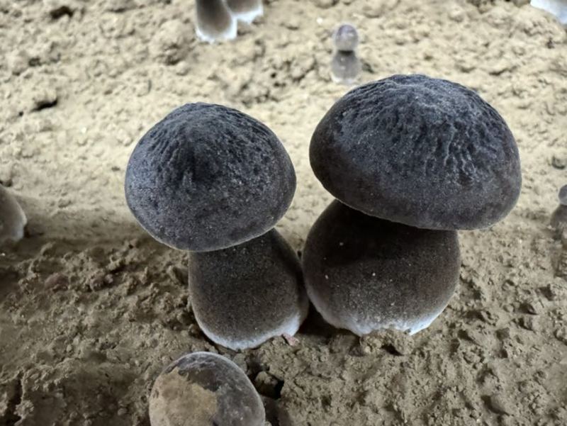 黑皮鸡纵菌菇
