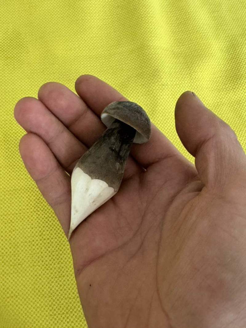 黑皮鸡纵菌菇