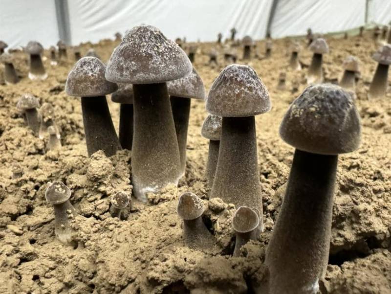黑皮鸡纵菌菇