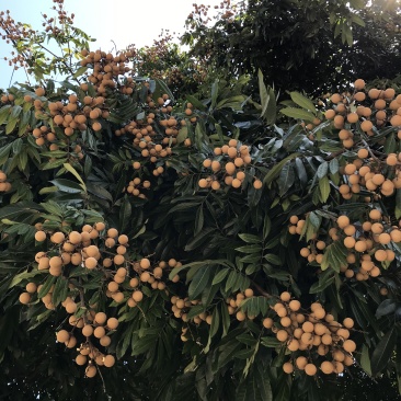 四川自贡种植户直销通货量大更优惠