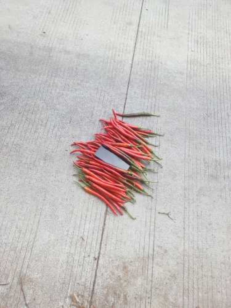 红线椒