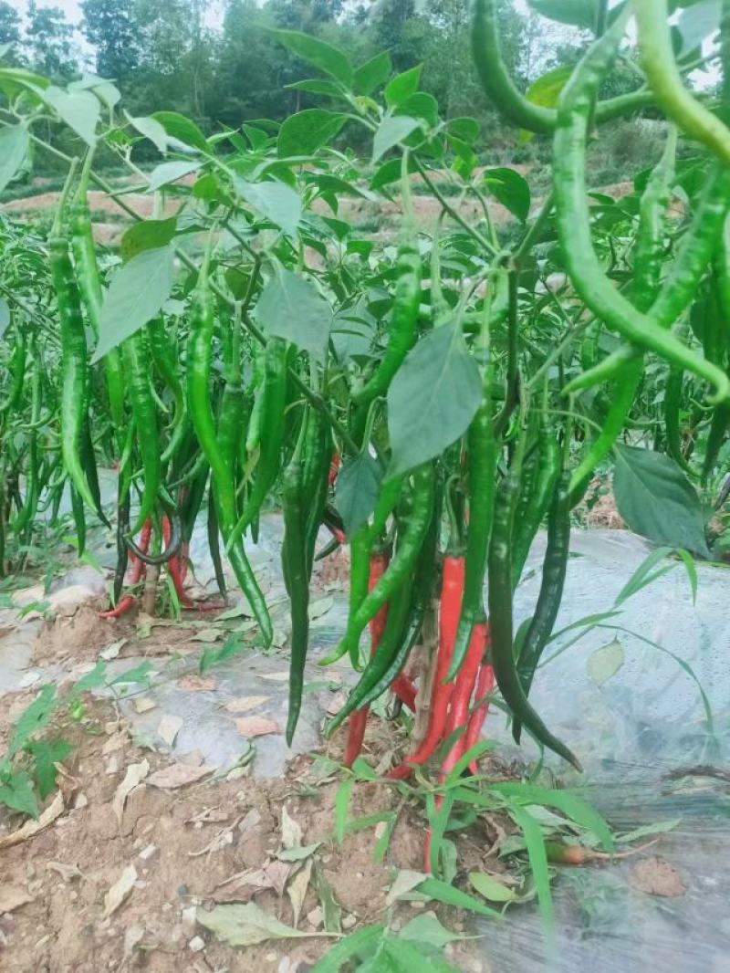 红线椒