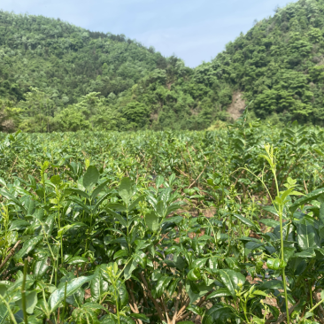 莓茶
