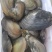 新鲜河蚌
