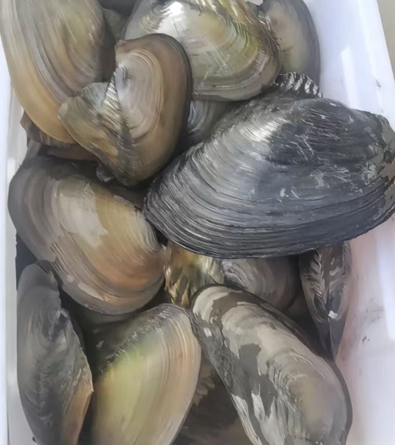 新鲜河蚌