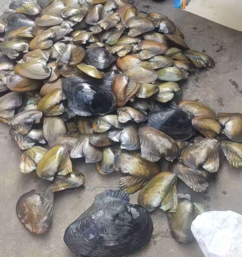 新鲜河蚌