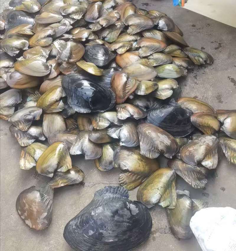 新鲜河蚌