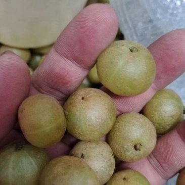 榨汁油柑