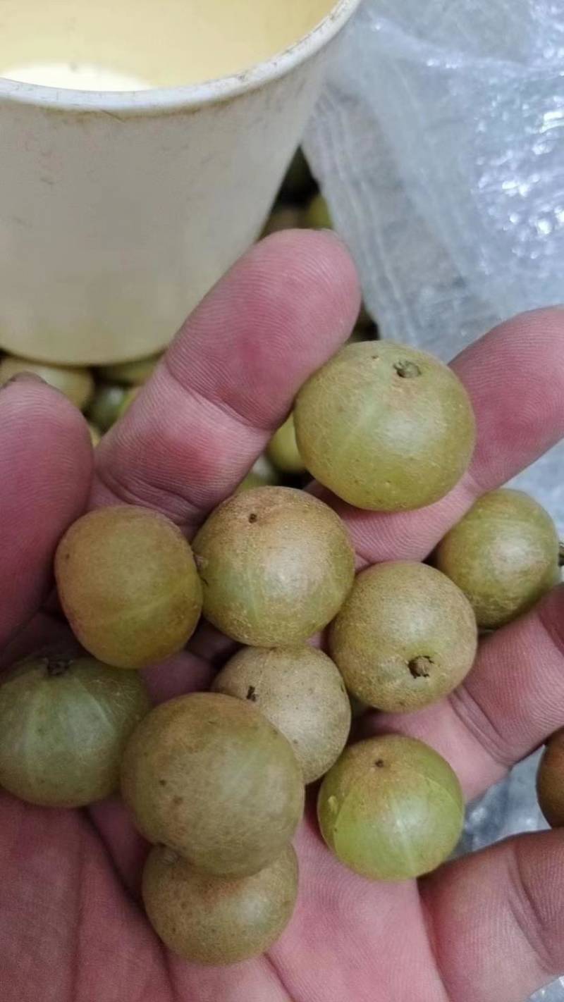 榨汁油柑
