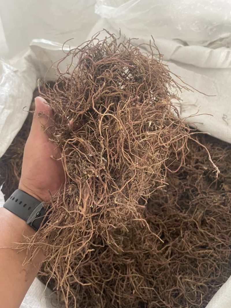 水洗紫菀切片干货精品全国发货可视频看货