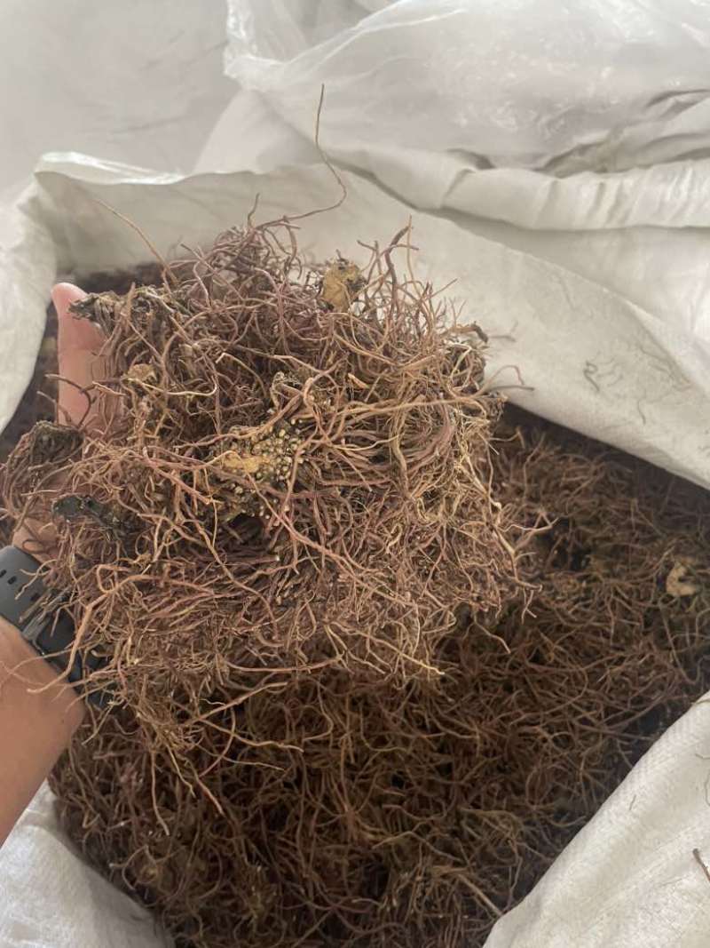 水洗紫菀切片干货精品全国发货可视频看货