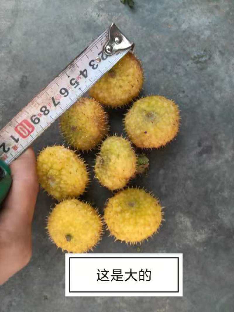剌梨