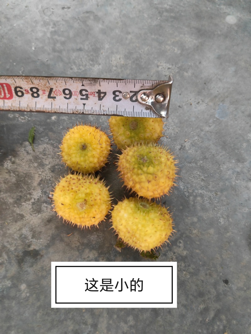 剌梨