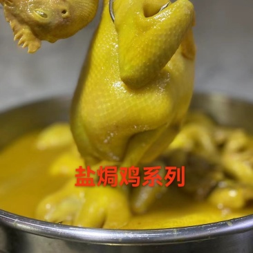 盐焗鸡220天规格0.7-0.9