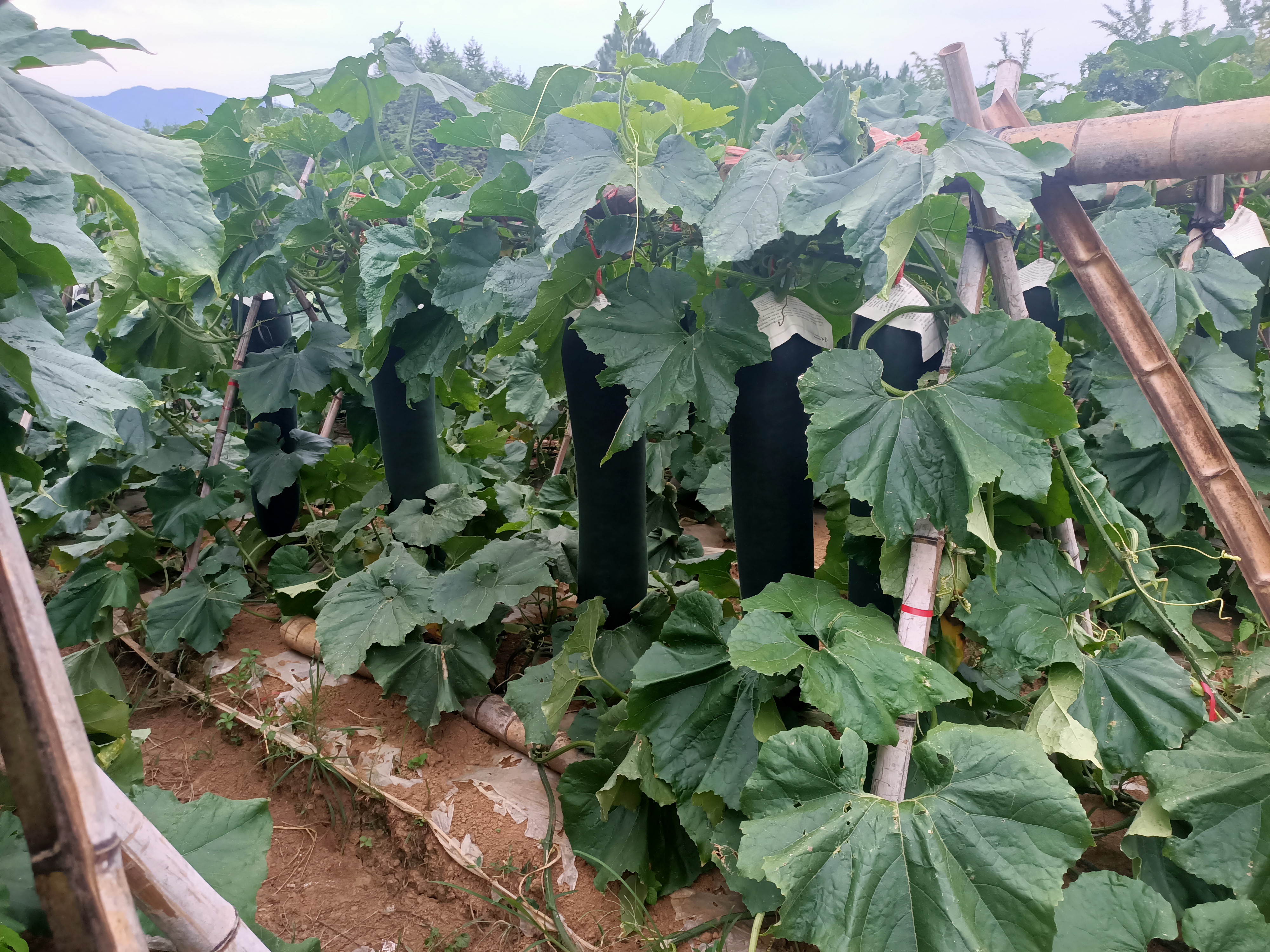 左侧为有棱丝瓜‘五叶青’,表皮绿色具明显纵棱;右侧为大型青皮冬瓜,椭圆形,表面覆盖白色蜡粉,背景为田间种植场景 丝瓜与冬瓜典型品种对比图