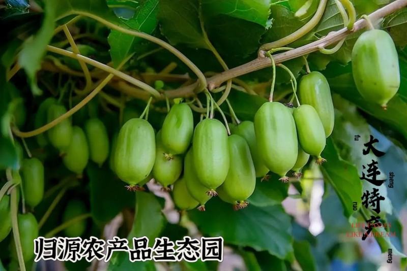 软枣猕猴桃