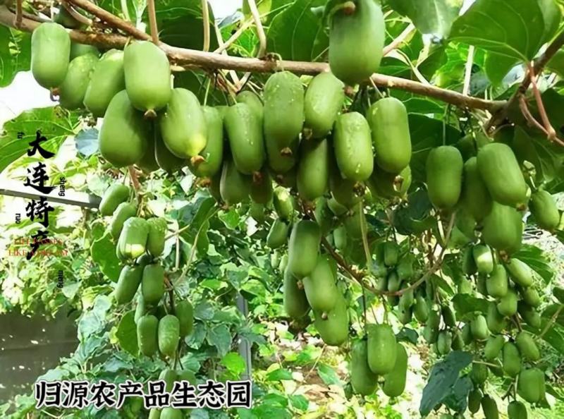 软枣猕猴桃