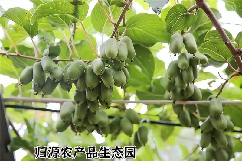 软枣猕猴桃
