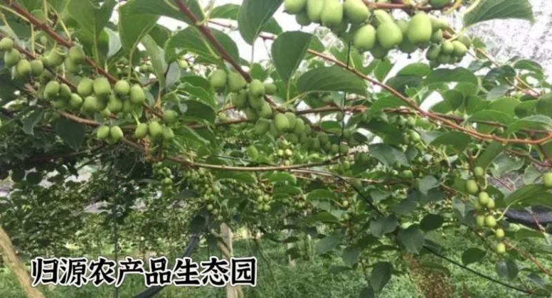 软枣猕猴桃
